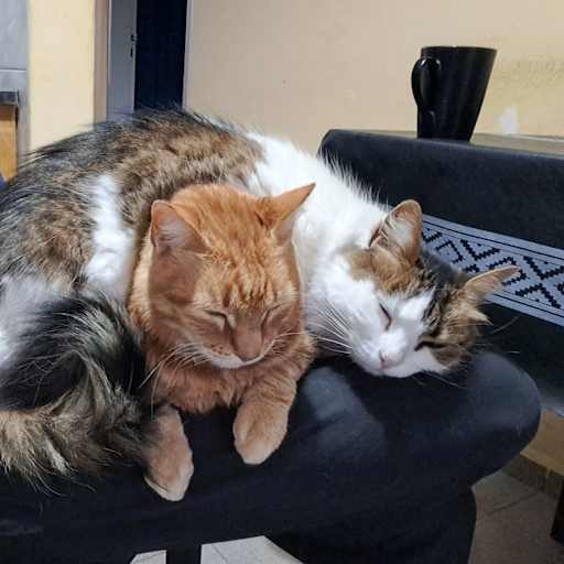 Profile image for pet sitter Damian