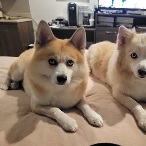 Profile image for pet sitter Jenbelle