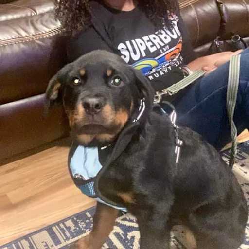 Profile image for pet sitter Kimberly