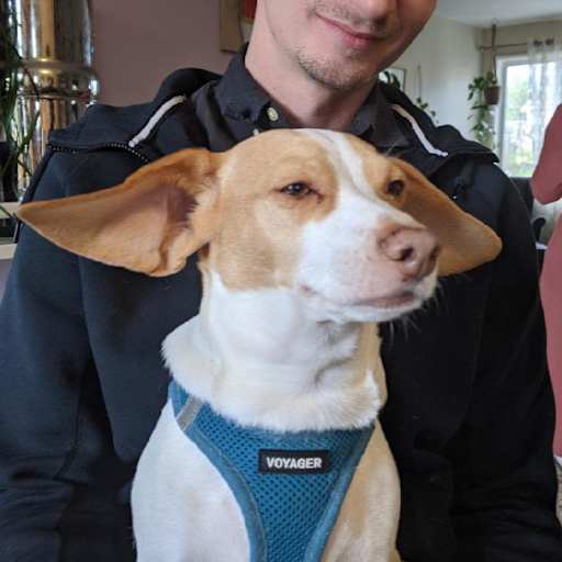 Profile image for pet sitter Jacob