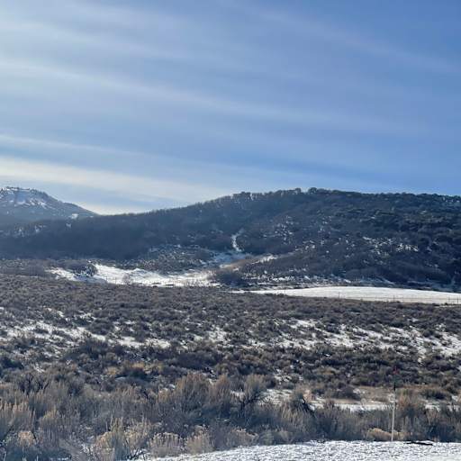 Profile image for pet sitter Denise