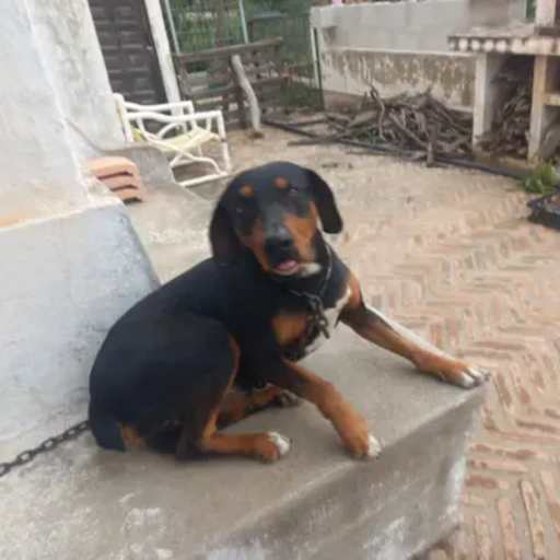 Profile image for pet sitter Toni