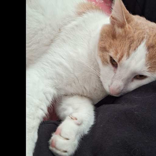 Profile image for pet sitter Nicoleta