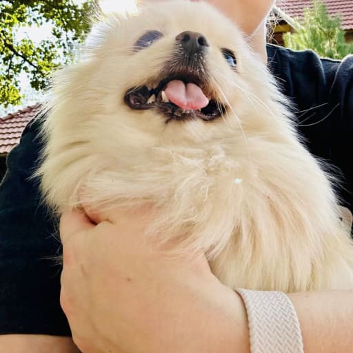 Profile image for pet sitter Mariia