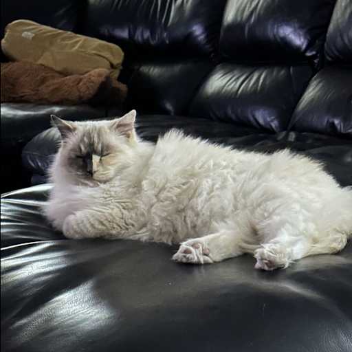 Profile image for pet sitters Clare & Brenda Lee