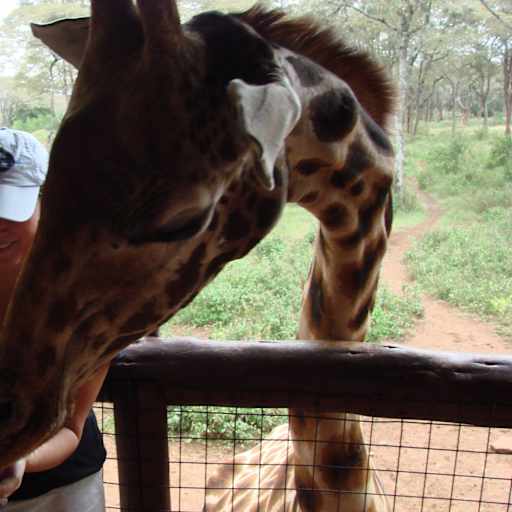 Profile image for pet sitter Kari