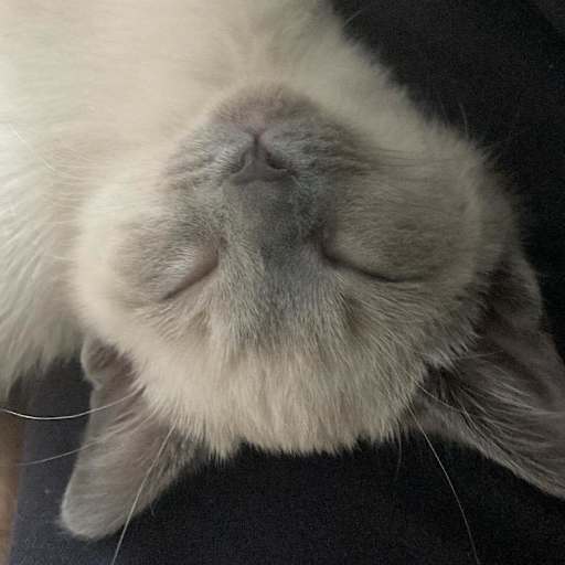 Profile image for pet sitter Sebastien