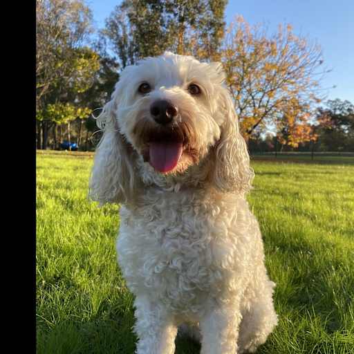 Profile image for pet sitter Judy