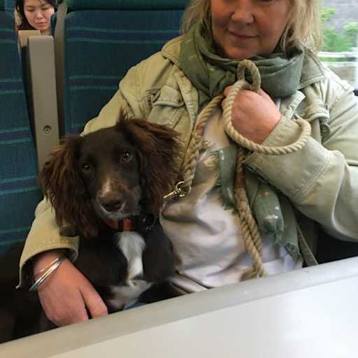 Profile image for pet sitter Sara