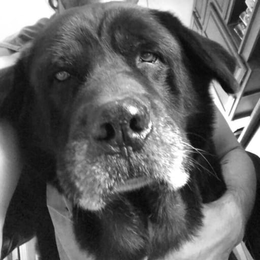 Profile image for pet sitter Michael