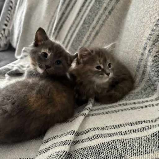 Profile image for pet sitters Aida & Luca