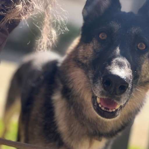 Profile image for pet sitter Julie