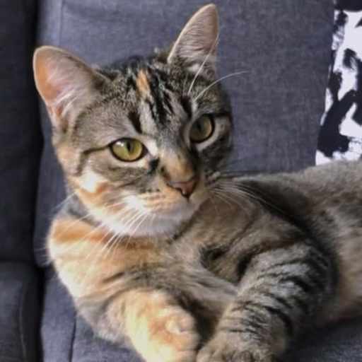 Profile image for pet sitter Marta