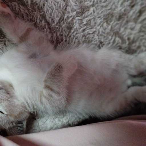 Profile image for pet sitters samar & Tarik