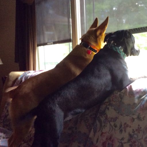 Profile image for pet sitter Patricia