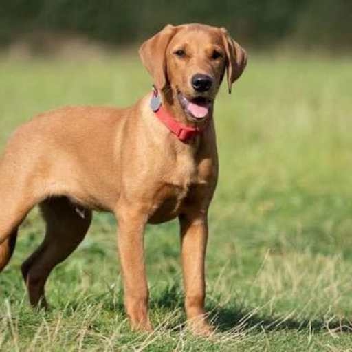 Profile image for pet sitter cat