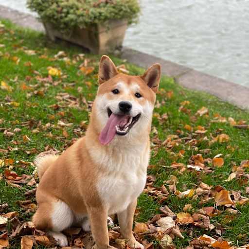 Profile image for pet sitter Margaux