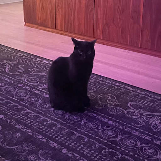 Profile image for pet sitter Julie