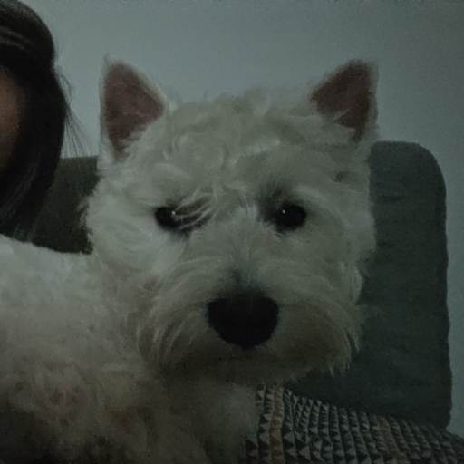 Profile image for pet sitter Alexandra