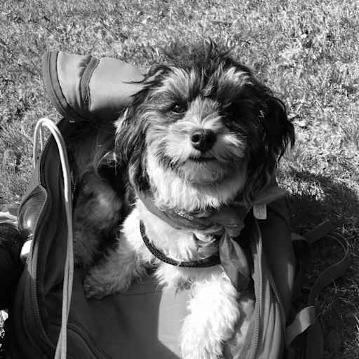 Profile image for pet sitter claudia