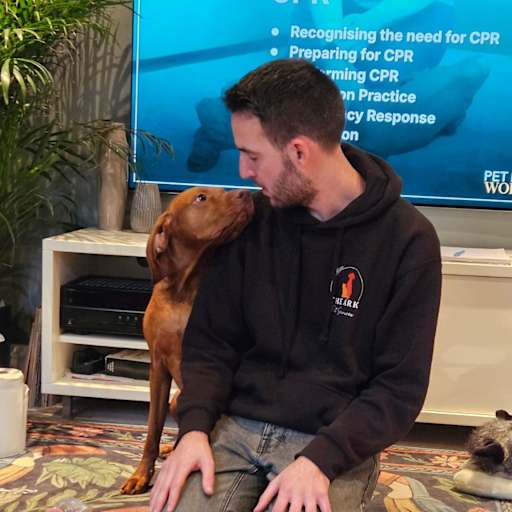 Profile image for pet sitter Josh