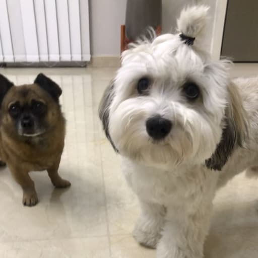 Profile image for pet sitters Stephanie & Neal