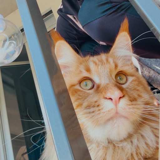 Profile image for pet sitter jose