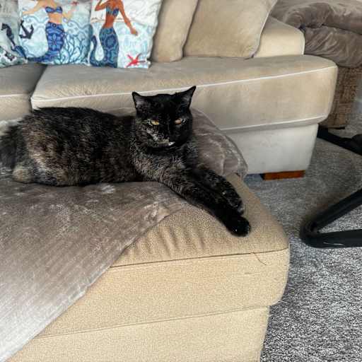 Profile image for pet sitter Lisa