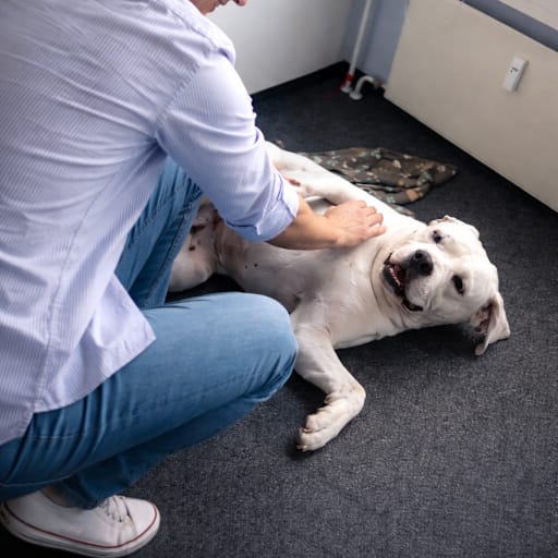 Profile image for pet sitter Tim