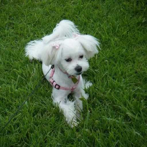 Profile image for pet sitters Tammy & Austin
