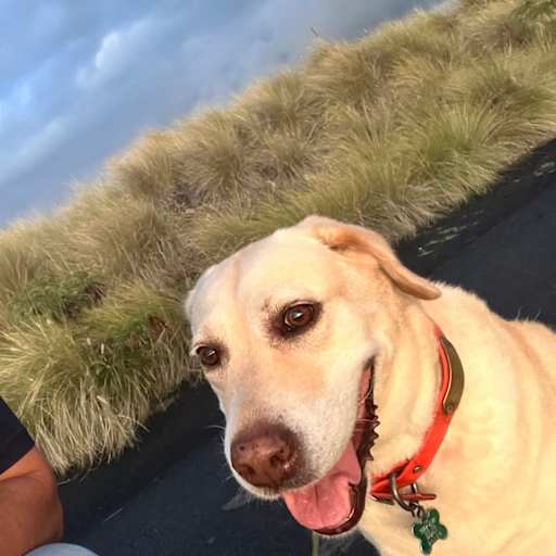 Profile image for pet sitter Dominik