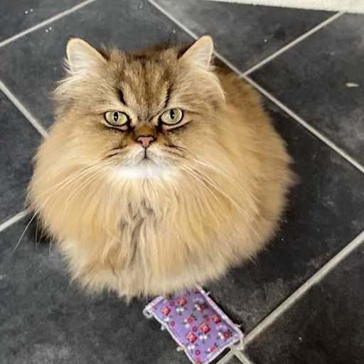 Profile image for pet sitters Alexandra & Chakkaphan