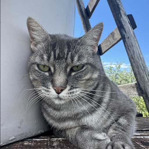 Profile image for pet sitter chaeeun