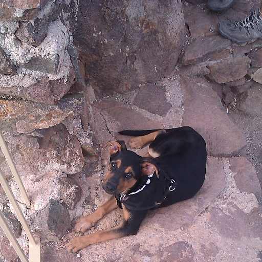 Profile image for pet sitter Francisco