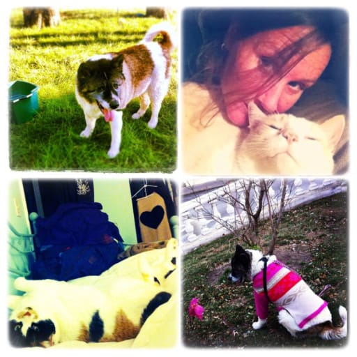 Profile image for pet sitters Tracy & Dane