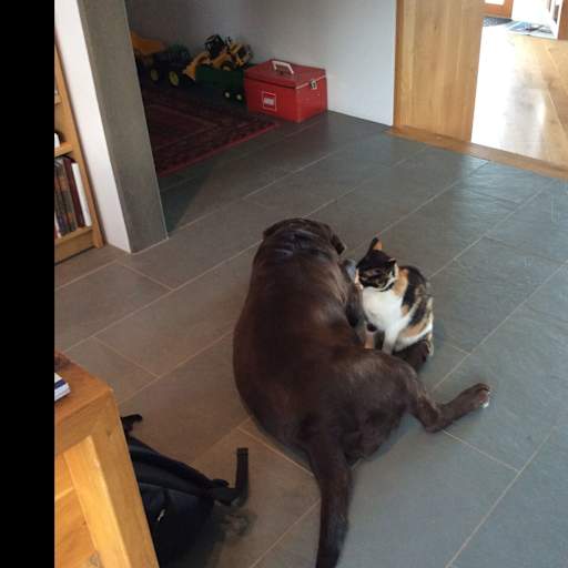 Profile image for pet sitters Sveinn & Johanna