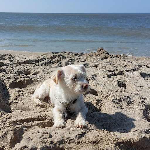 Profile image for pet sitter imke