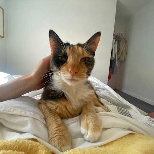 Profile image for pet sitter crystal