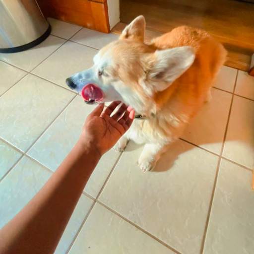 Profile image for pet sitter Marie