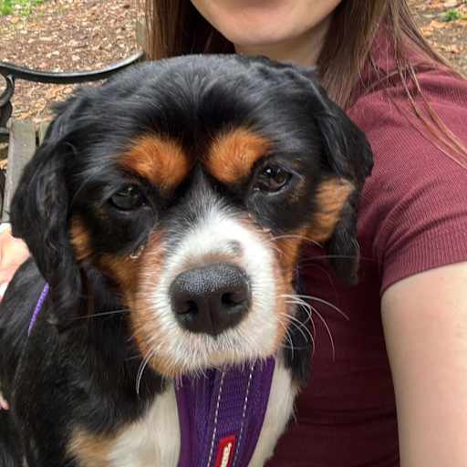 Profile image for pet sitter Cleme