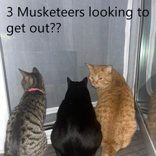 Profile image for pet sitter Suzanne