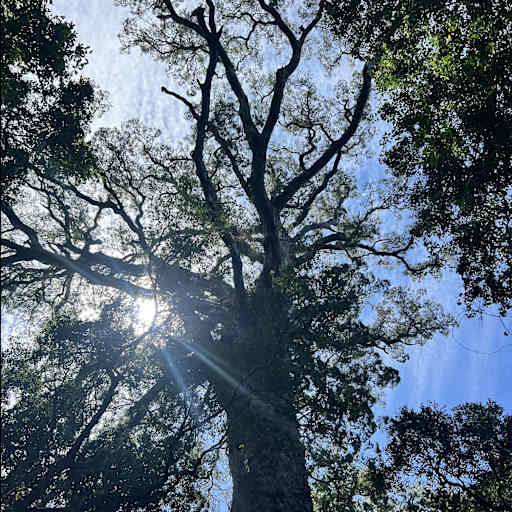 Profile image for pet sitter Chris