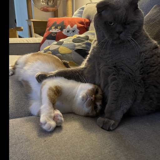 Profile image for pet sitter Haneen