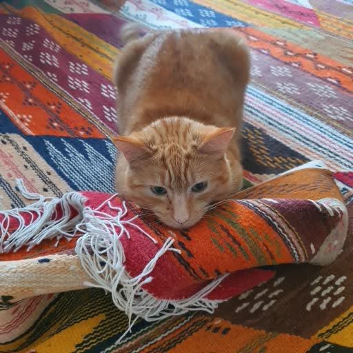 Profile image for pet sitter Jane