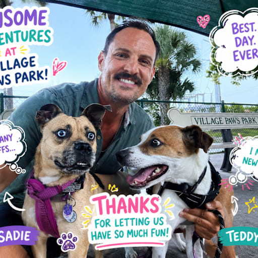 Profile image for pet sitter Steve