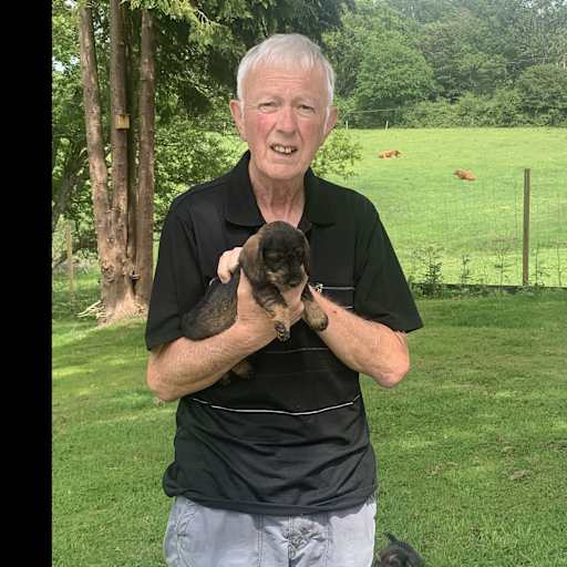 Profile image for pet sitter David
