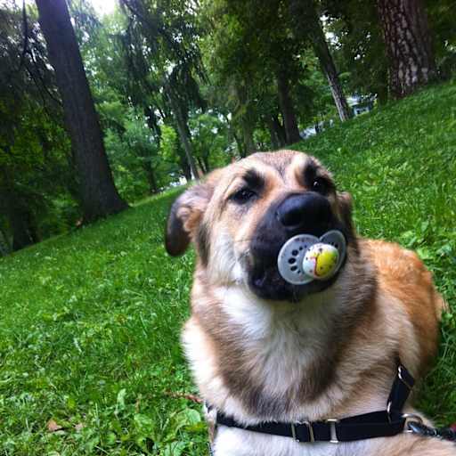 Profile image for pet sitter Miebet