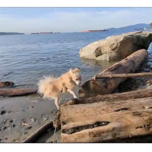 Profile image for pet sitter Michelle