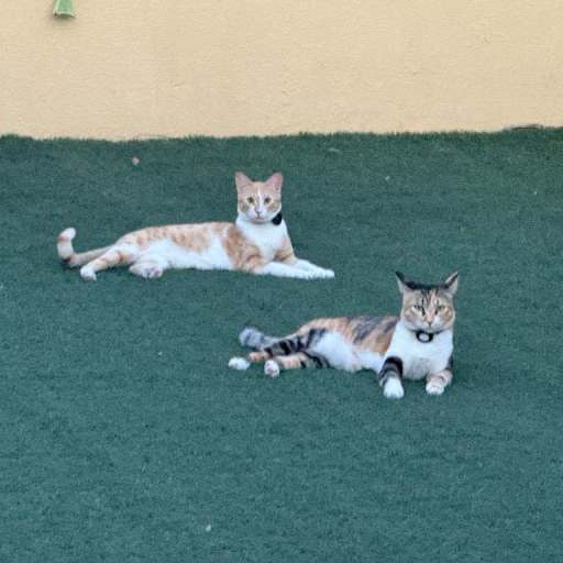 Profile image for pet sitter Debbie