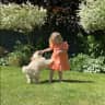 House sit pet parent - Dogs and house sitter in leafy Hertfordshire, UK